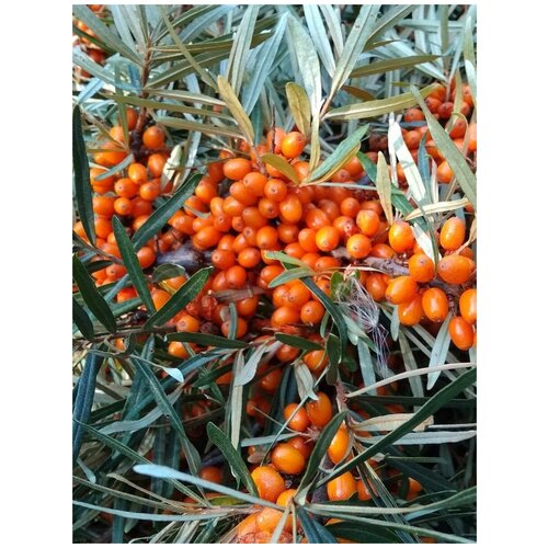     (Hippophae rhamnoides), 30    -     , -, 