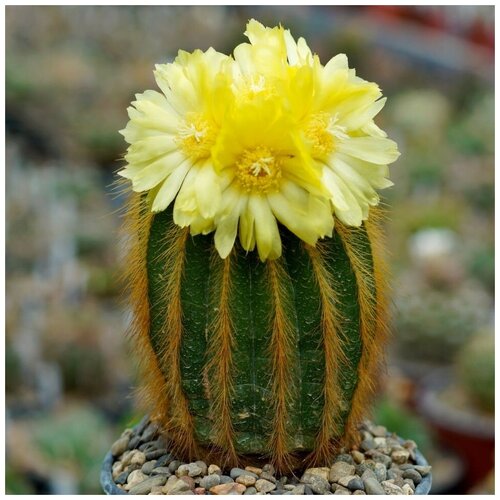      Eriocactus warasii 10 .   -     , -, 