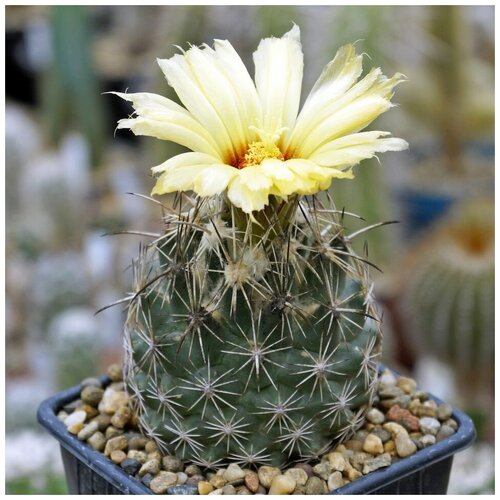      Coryphantha obscura SB-714 10 .   -     , -, 