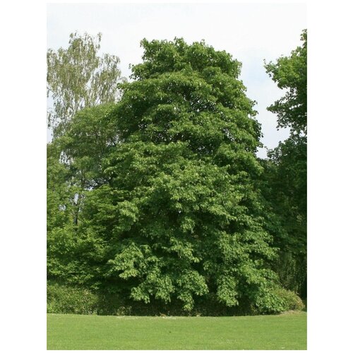     (Acer velutinum), 10    -     , -, 