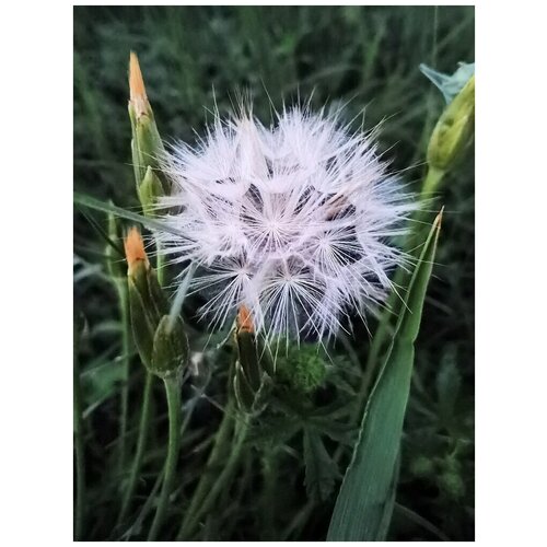    (. Tragopogon pratensis)  250   -     , -, 