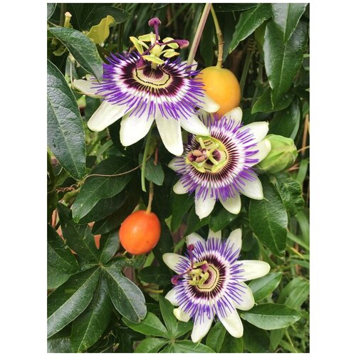    ( ) / Passiflora edulis, 5    -     , -, 