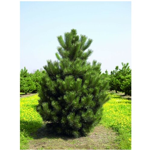     (Pinus nigra), 15    -     , -, 