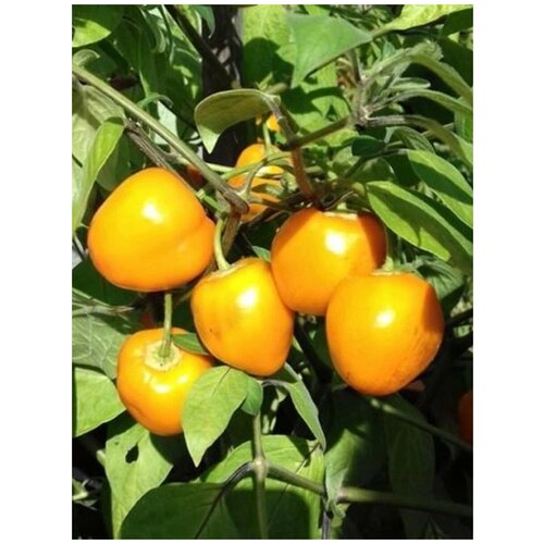     Rocoto yellow ( ), 5    -     , -, 