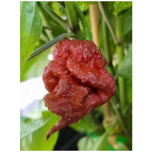     Carolina Reaper chocolate (  ), 5    -     , -, 