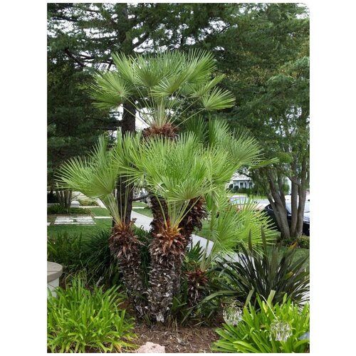      (Chamaerops humilis), 5    -     , -, 