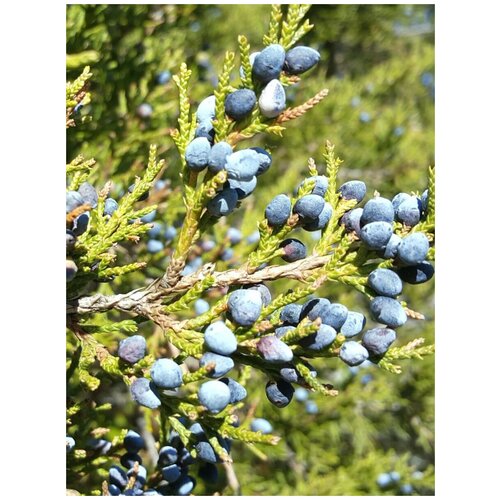     (Juniperus virginiana), 20    -     , -, 