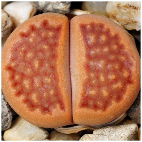      Lithops hallii v. ochracea C-111 10 .   -     , -, 