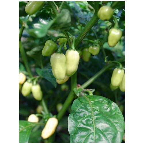     Habanero white ( ), 5    -     , -, 