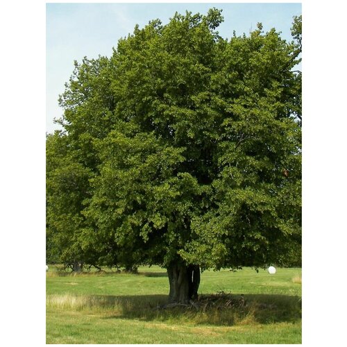     (Carpinus oxycarpa), 15    -     , -, 