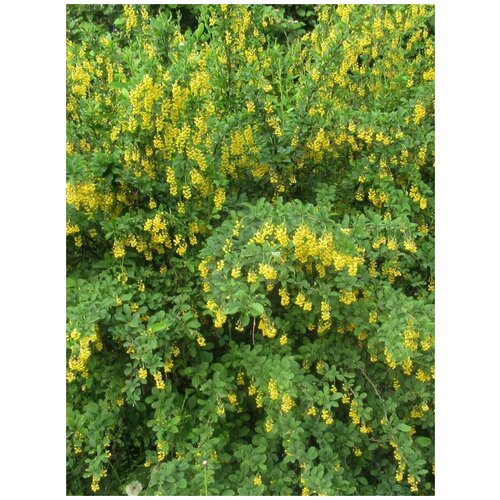     (Berberis vulgaris), 15    -     , -, 