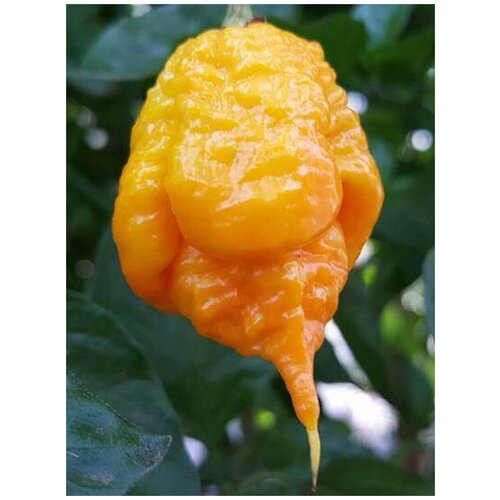     Carolina Reaper yellow (  ), 5    -     , -, 