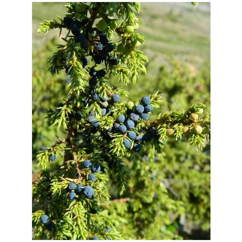     (Juniperus sibirica Burgsd), 30    -     , -, 