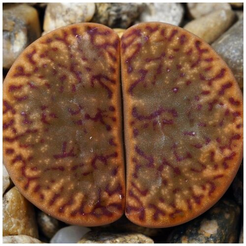      Lithops bromfieldii v. insularis C-042 10 .   -     , -, 