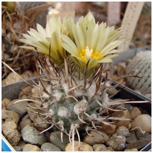      Turbinicarpus flaviflorus TCG-13001 10 .   -     , -, 