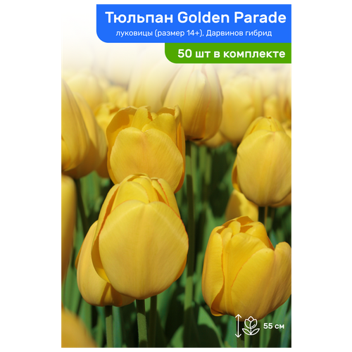   Golden Parade ( ), ,  14+,   50    -     , -, 