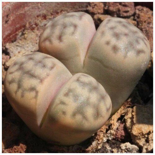      Lithops karasmontana ssp. eberlanzii 10 .   -     , -, 