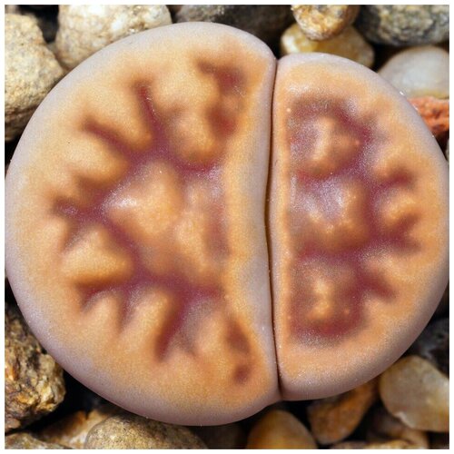      Lithops karasmontana v. lericheana C-193 10 .   -     , -, 