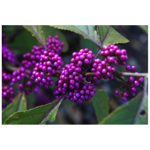   -   (. Callicarpa Bodinieri)  15   -     , -, 