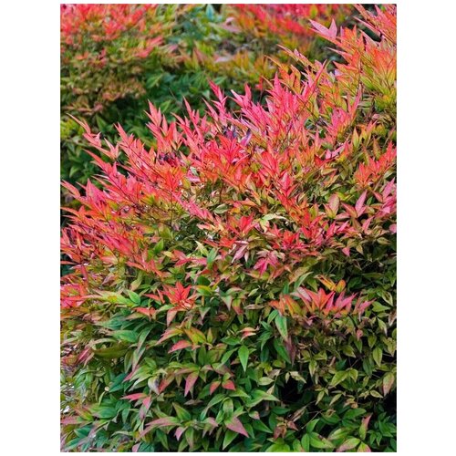      (Nandina domestica), 20    -     , -, 