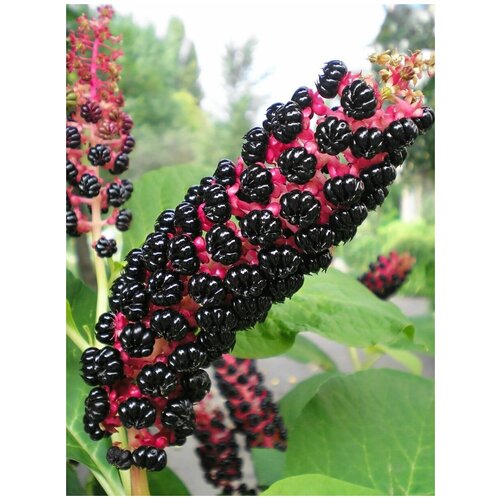     (Phytolacca americana), 20    -     , -, 