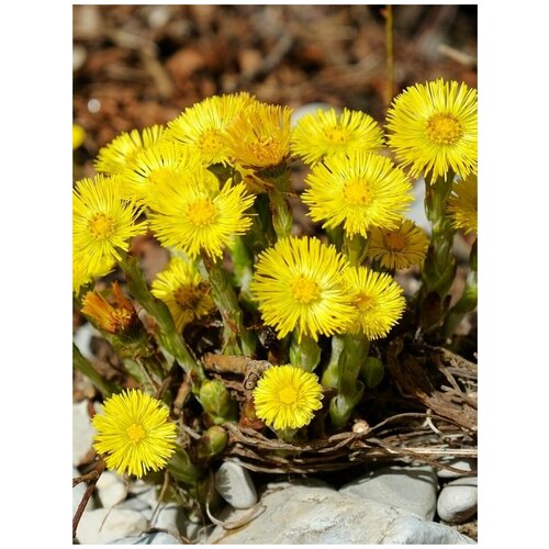       (Tussilago farfara), 75    -     , -, 