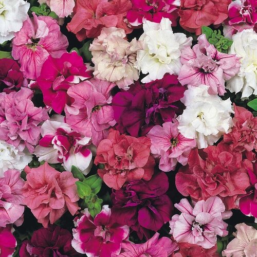   -  5  (. Petunia hybrida multiflora)  30   -     , -, 