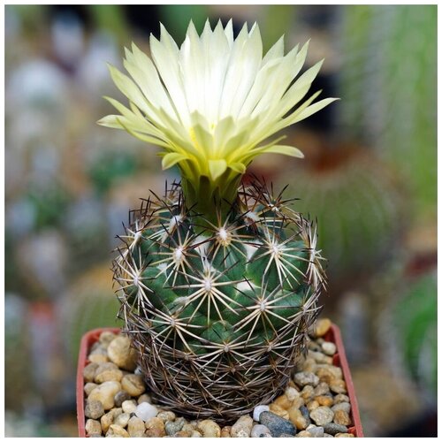      Coryphantha radians v. bernalensis PAN-110 10 .   -     , -, 