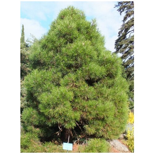     (Pinus nigra pallasiana), 50    -     , -, 