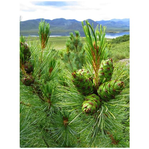     (Pinus pumila), 30    -     , -, 