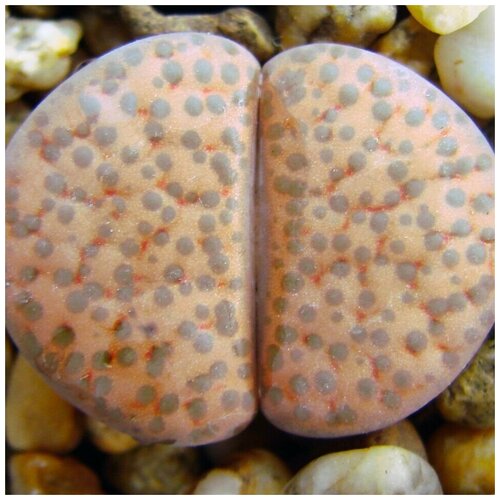      Lithops fulviceps C-220 10 .   -     , -, 