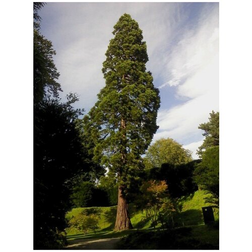     (Sequoia sempervirens), 20    -     , -, 