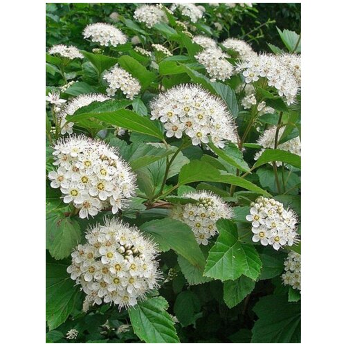     (Physocarpus opulifolius), 100    -     , -, 