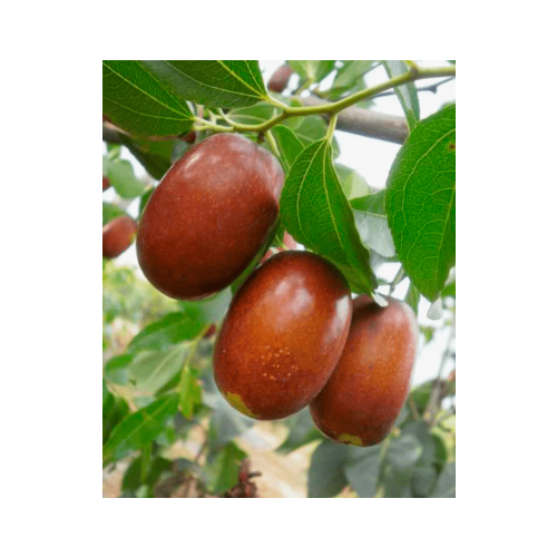    (. Ziziphus mauritiana)  10   -     , -, 