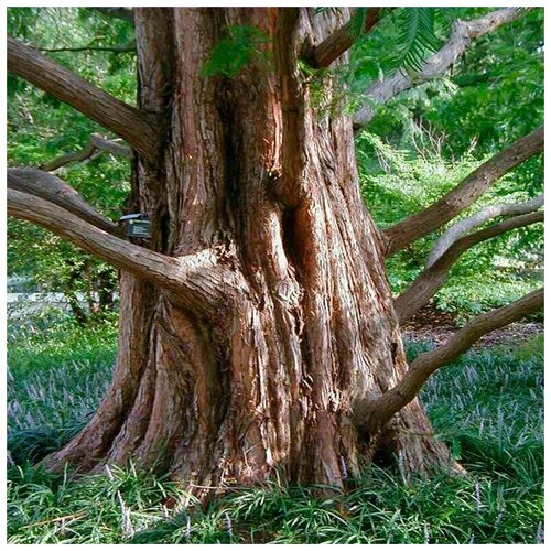   (. Metasequoia glyptostroboides)  25   -     , -, 