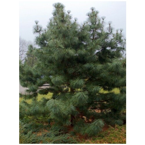     (Pinus koraiensis), 15    -     , -, 