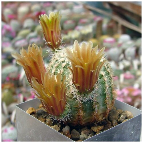      Echinocereus chloranthus SB-1476 10 .   -     , -, 