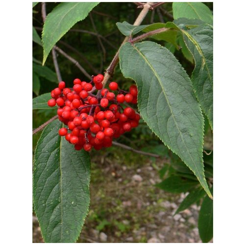     (Sambucus sibirica), 25    -     , -, 