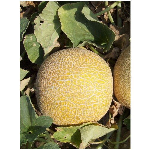     (Kolkhoznitsa melon), 15    -     , -, 