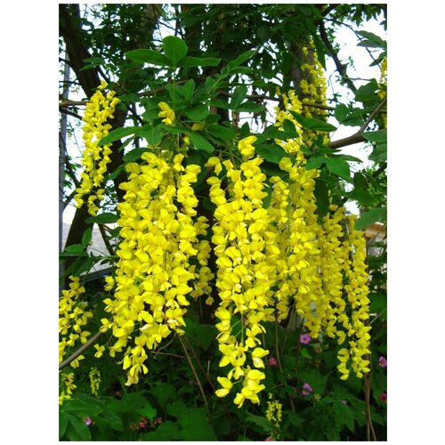      (Laburnum anagyroides), 10    -     , -, 