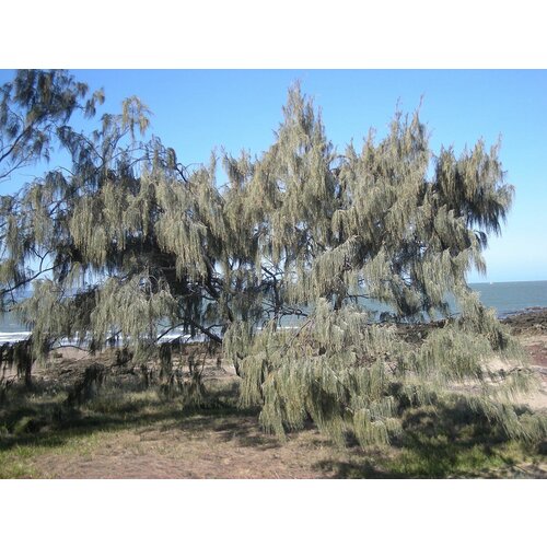    (. Casuarina equisetifolia)  50   -     , -, 