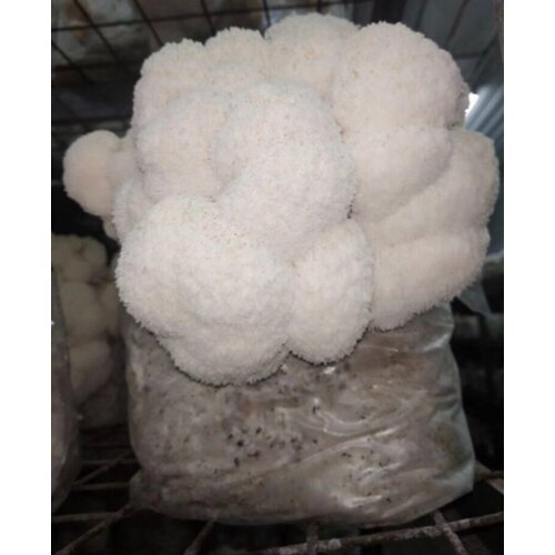     Lion's mane.   1600.    .   -     , -, 