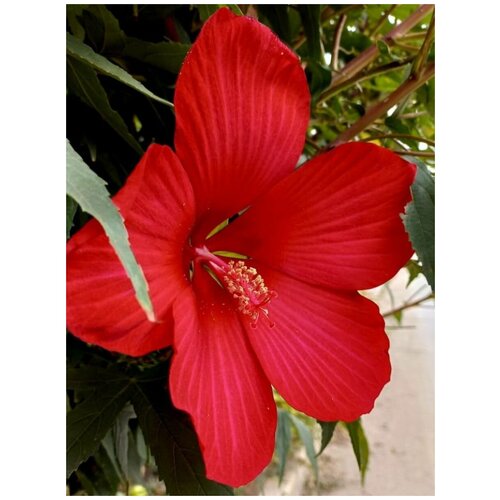      (Hibiscus herbaceous), 10    -     , -, 