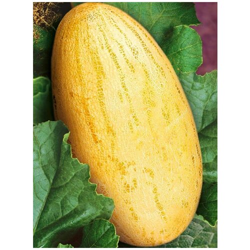     (Mirza melon), 15    -     , -, 