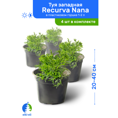    Recurva Nana ( ) 20-40     1-2 , ,   ,   4    -     , -, 