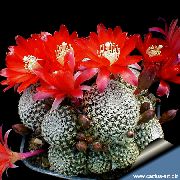 Krone Kaktus Plante rød
