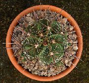 сары Өсімдіктер Ferocactus  фото