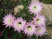 Bogáncs Földgolyó, Fáklya Kaktusz Növény rózsaszín