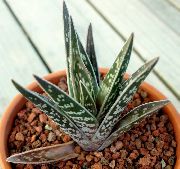 rauður Planta Aloe  mynd