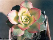 branco Planta Velvet Rose, Saucer Plant, Aeonium  foto